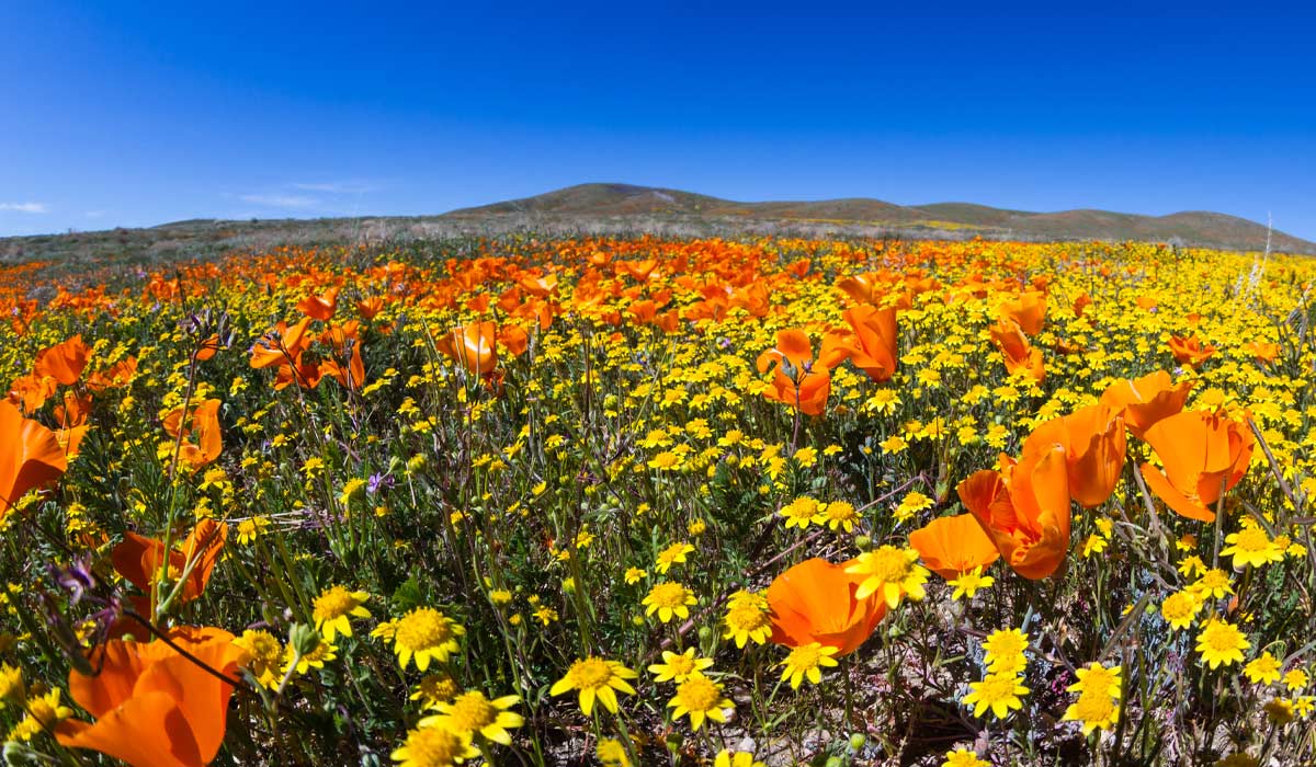 Best Things to do in LA