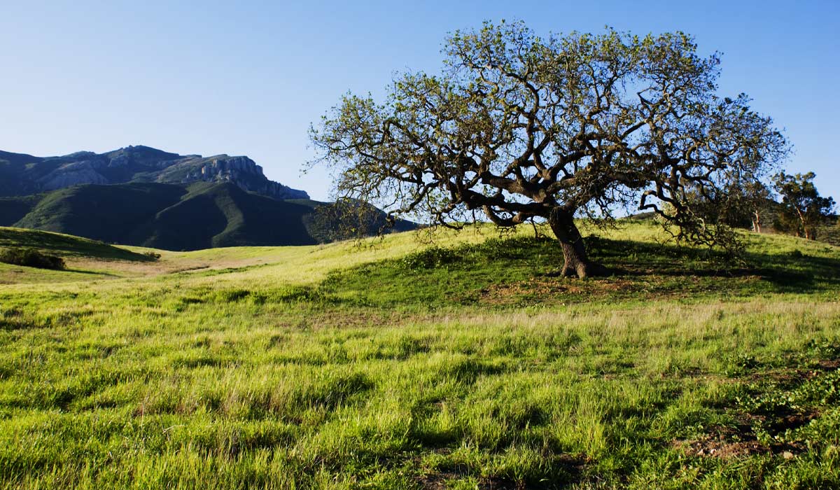 Malibu Creek State Park