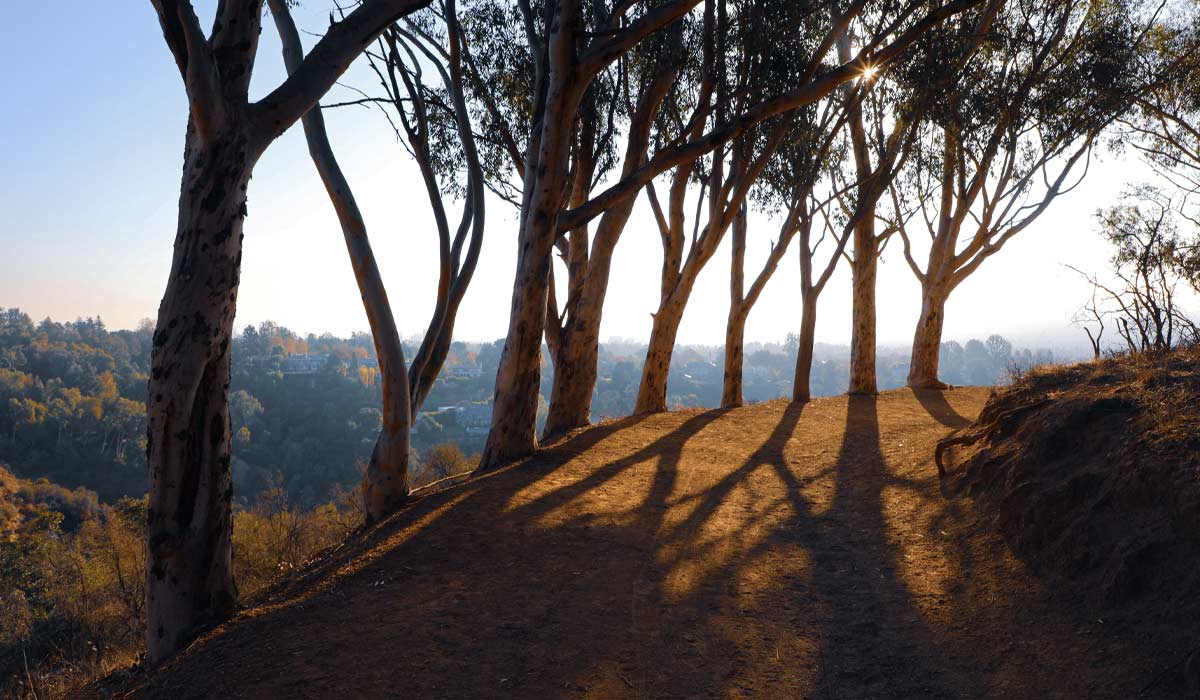 Best Things to do in LA for Valentine's Day