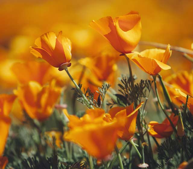 California Poppies near L.A.